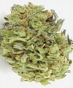 durban poison weed, durban poison cannabis for sale, buy durban poison marijuana, durban poison strain