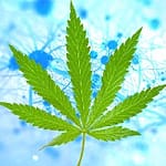 cali weed shop, online dispensary, cannabis shop