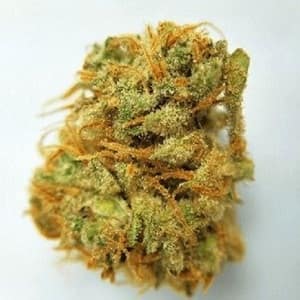 harlequin weed, harlequin strain, buy harlequin cannabis